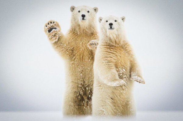 Белый медведь National Geographic