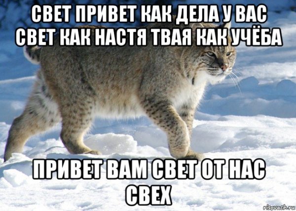 Привет прикольные