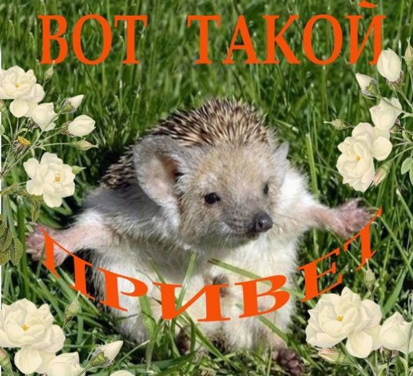 Приветик Ежик