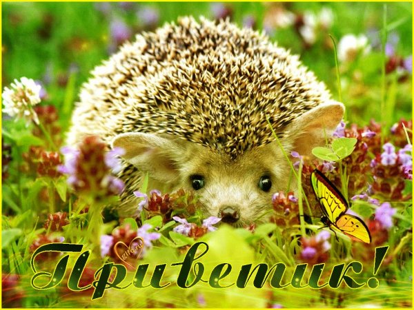 Приветик Ежик