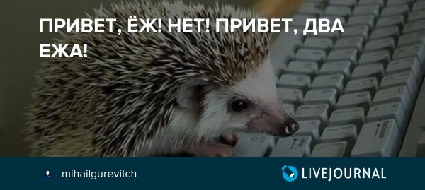 Привет от ежа