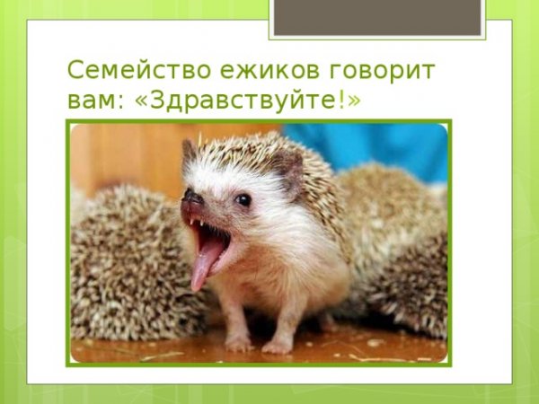 Ёж говорит