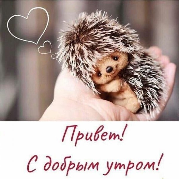 С добрым утром Ежик