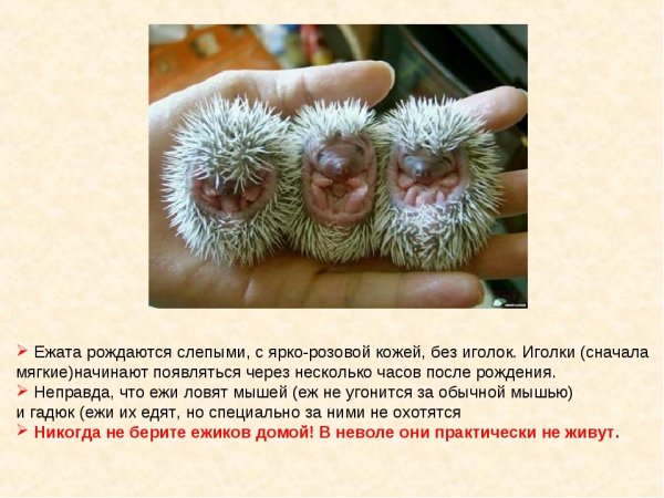 Приколы с ежиками до слез