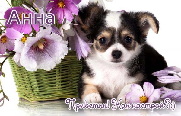 Привет котик