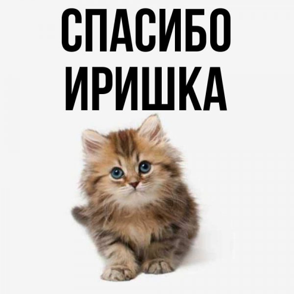 Приветик любимка