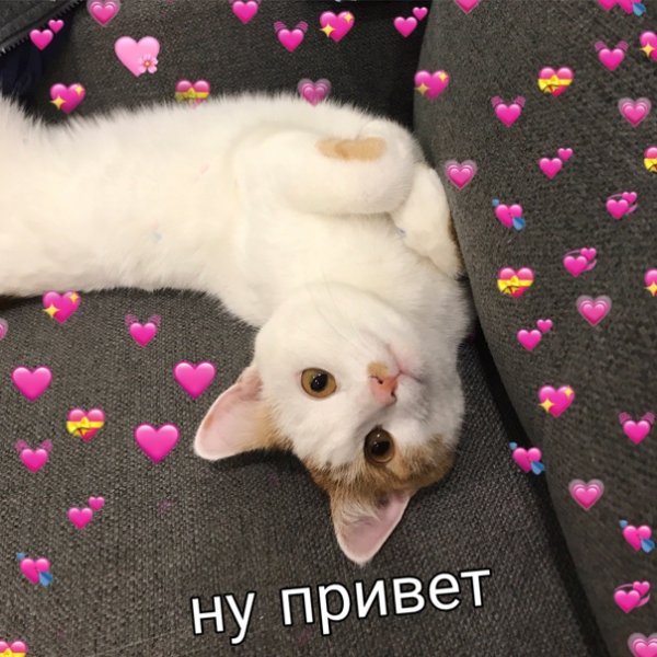 Пикчи привет с котами