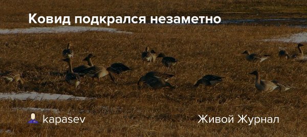 Ковид подкрался