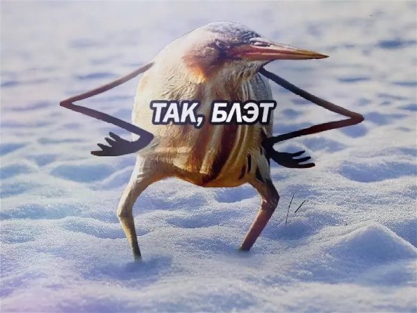 Так блэт птица