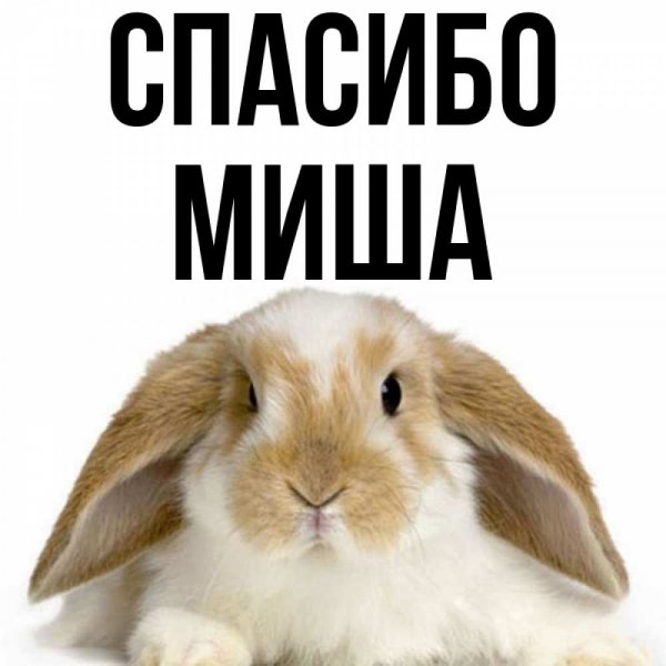 Привет Миша открытка
