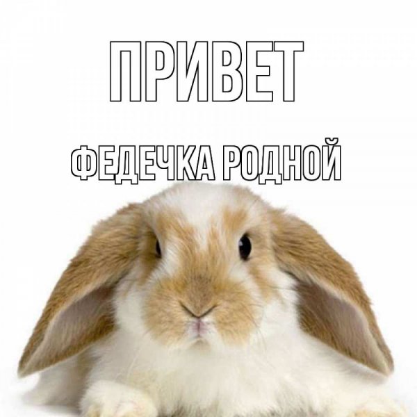 Доброе утро кролик