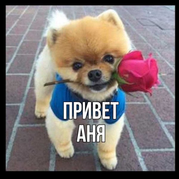 Привет что делаешь