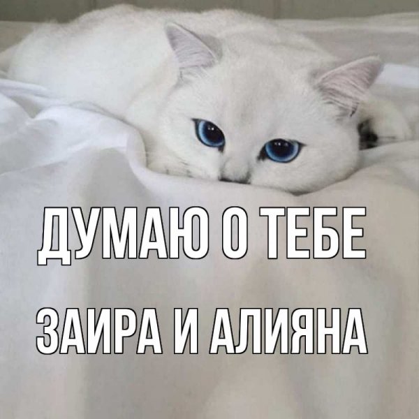 Котик я скучаю по тебе