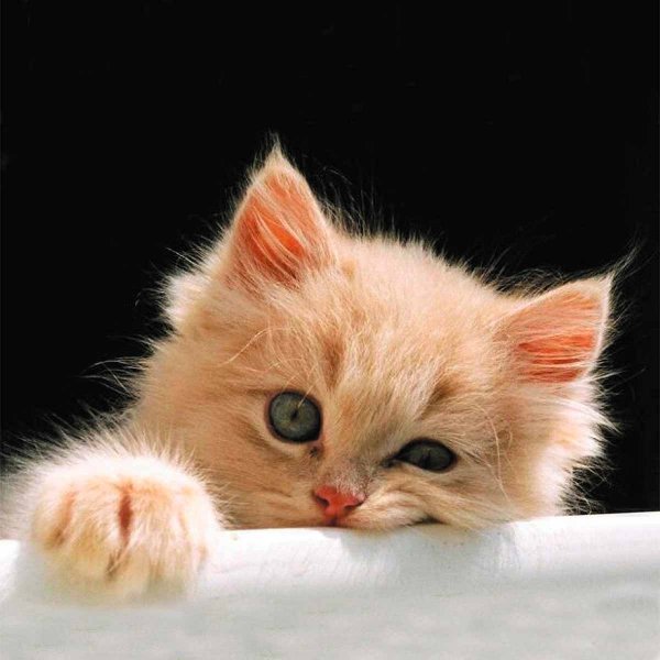 Котенок скучает