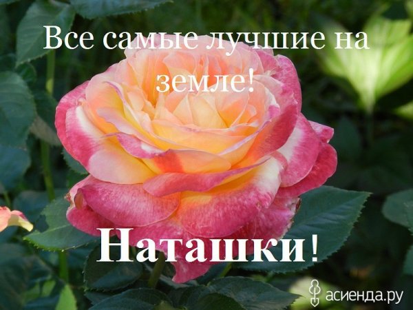 Ромашки для Наташки