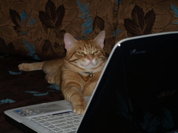 Кот привет