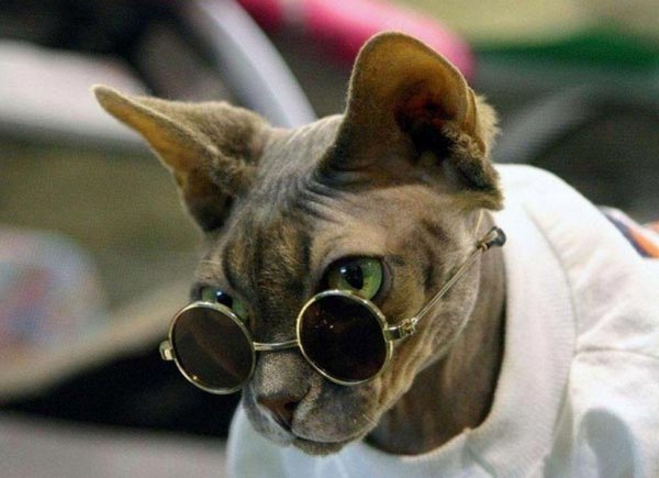 Животные шпионы
