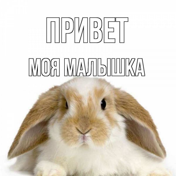 Приветик картинки прикольные