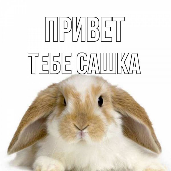 Телепузик привет