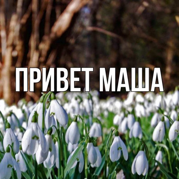 Привет от Маши и медведя