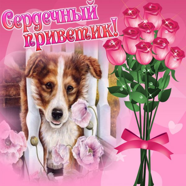Дружеский привет картинки