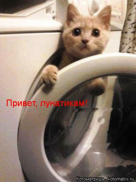 Волк привет лунатикам