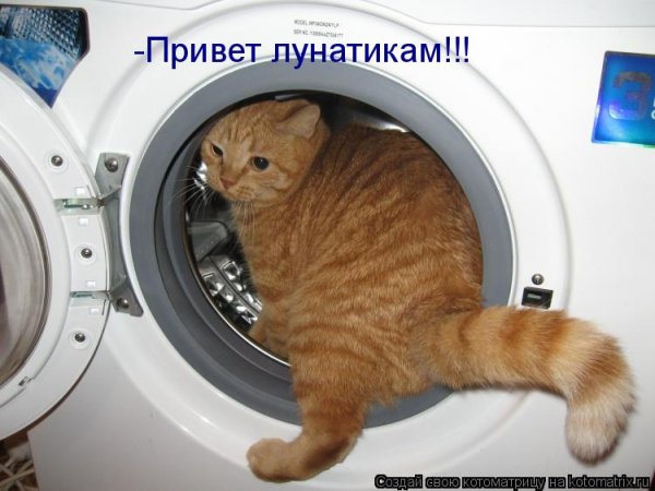 Волк привет лунатикам
