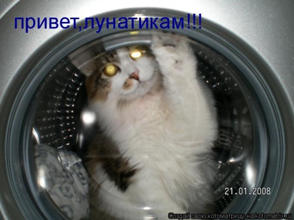 Волк привет лунатикам
