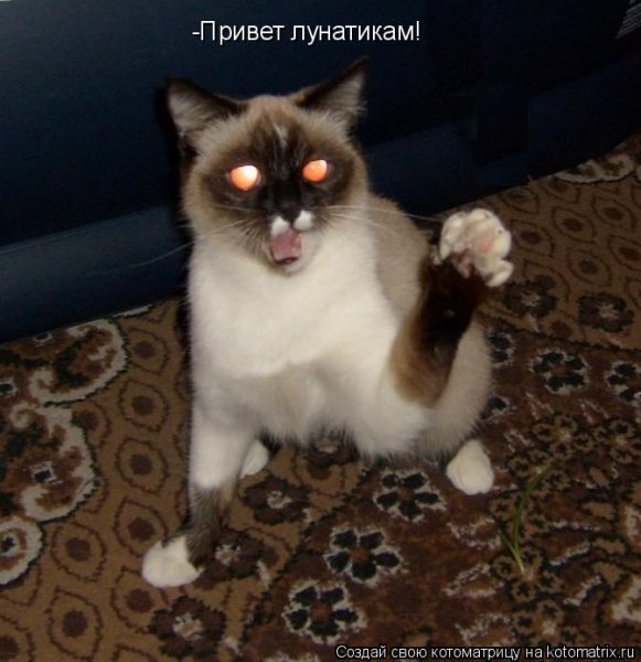Привет лунатикам картинка