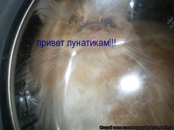 Привет Котоматрица
