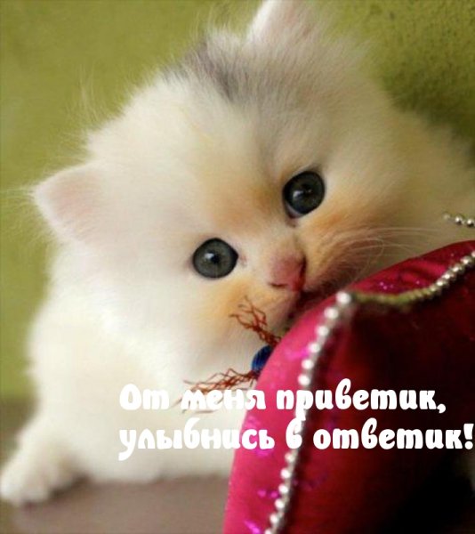 Красивые котята с надписью
