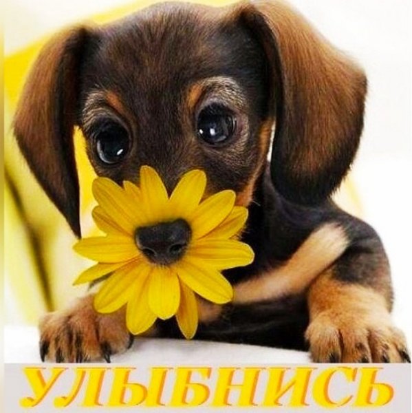 Пожелания с добрым утром с собаками