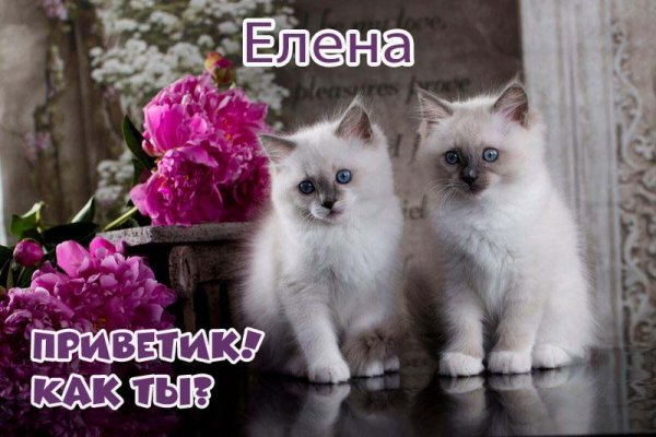 Открытки для Леночки с приветом