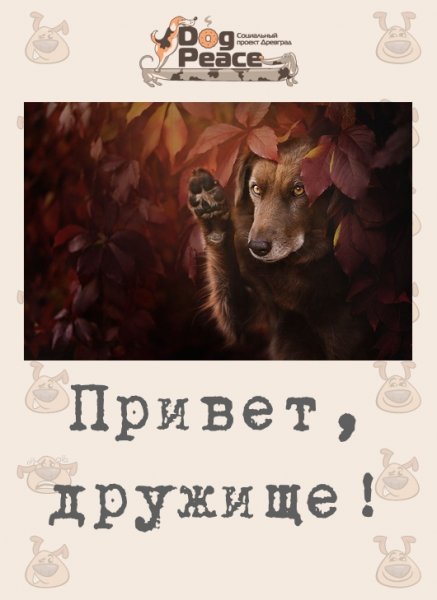 Привет дружище картинки