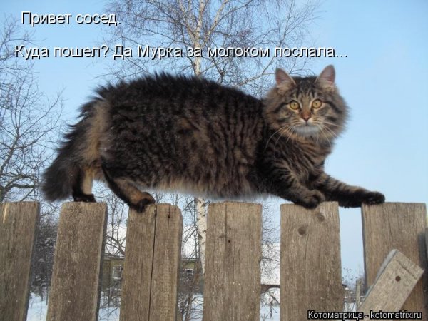 Привет Мурка