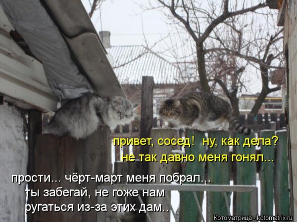 Привет сосед как дела