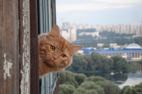 Здрасте кот