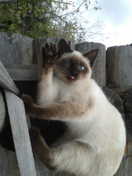 Кот привет