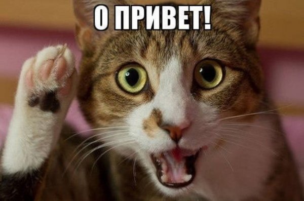 Кот здарова