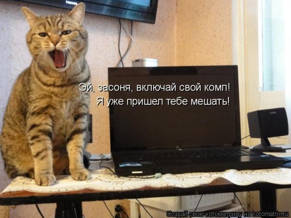 Надпись за компом кот
