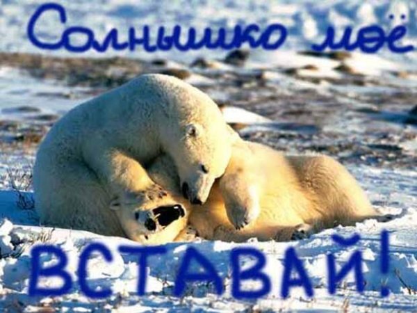 Доброе утро с белым мишкой