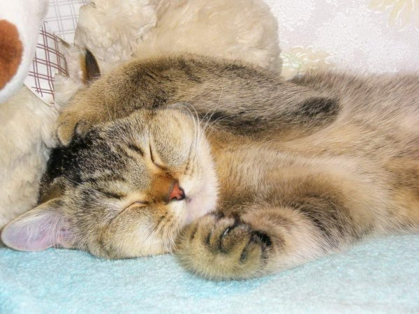 Кот Засоня