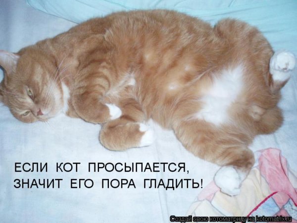 Кот пора просыпаться