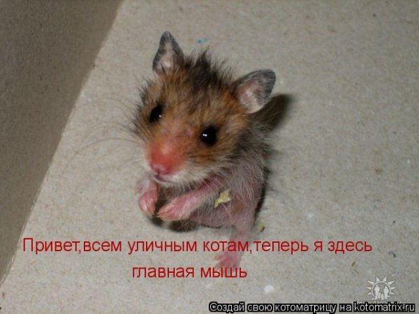 Мышь прикол