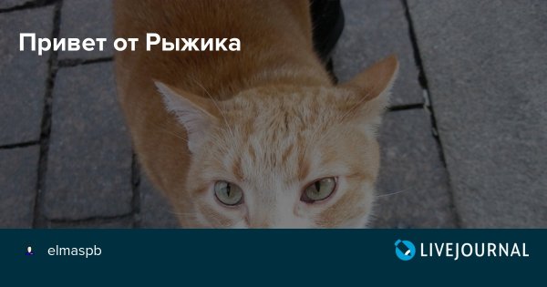 Привет Рыжик