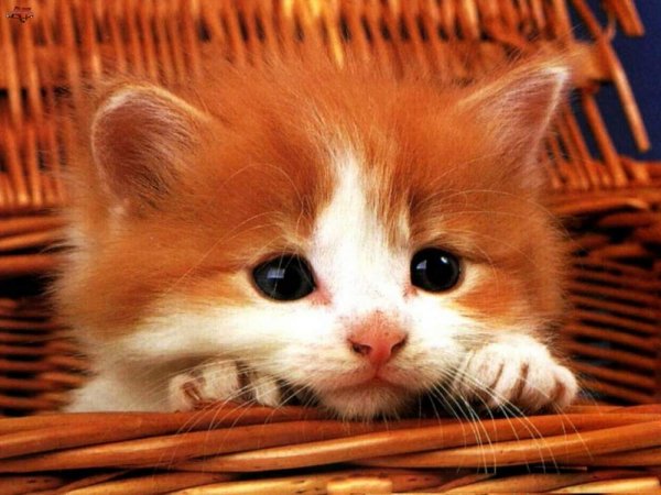 Смешной рыжий котенок