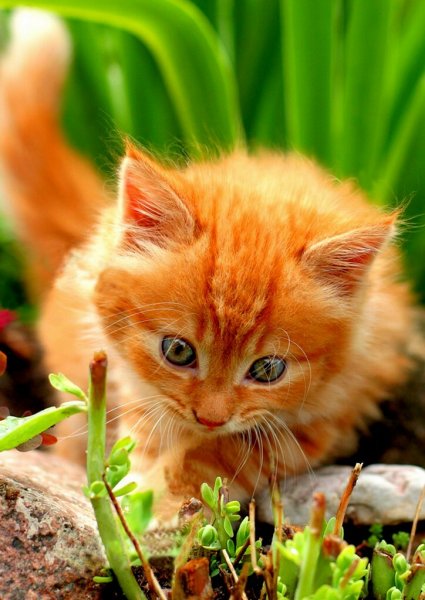 Рыжий котёнок
