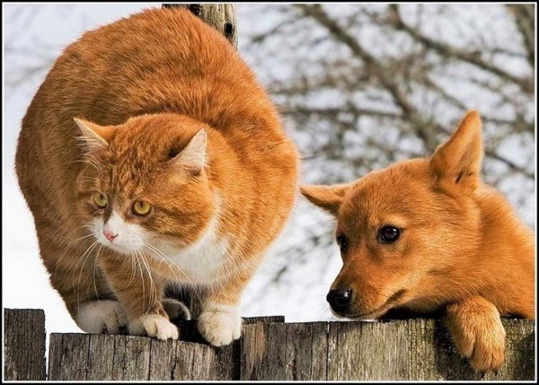 Рыжий кот и рыжая собака