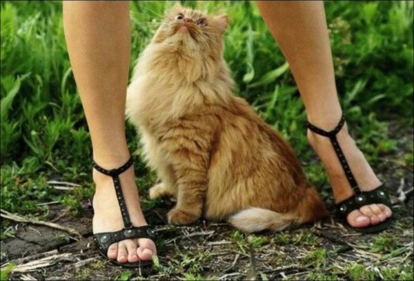 Кот между ног