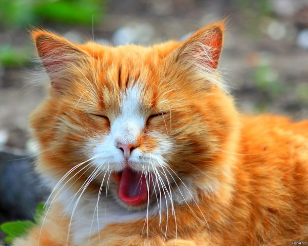 Рыжий котик